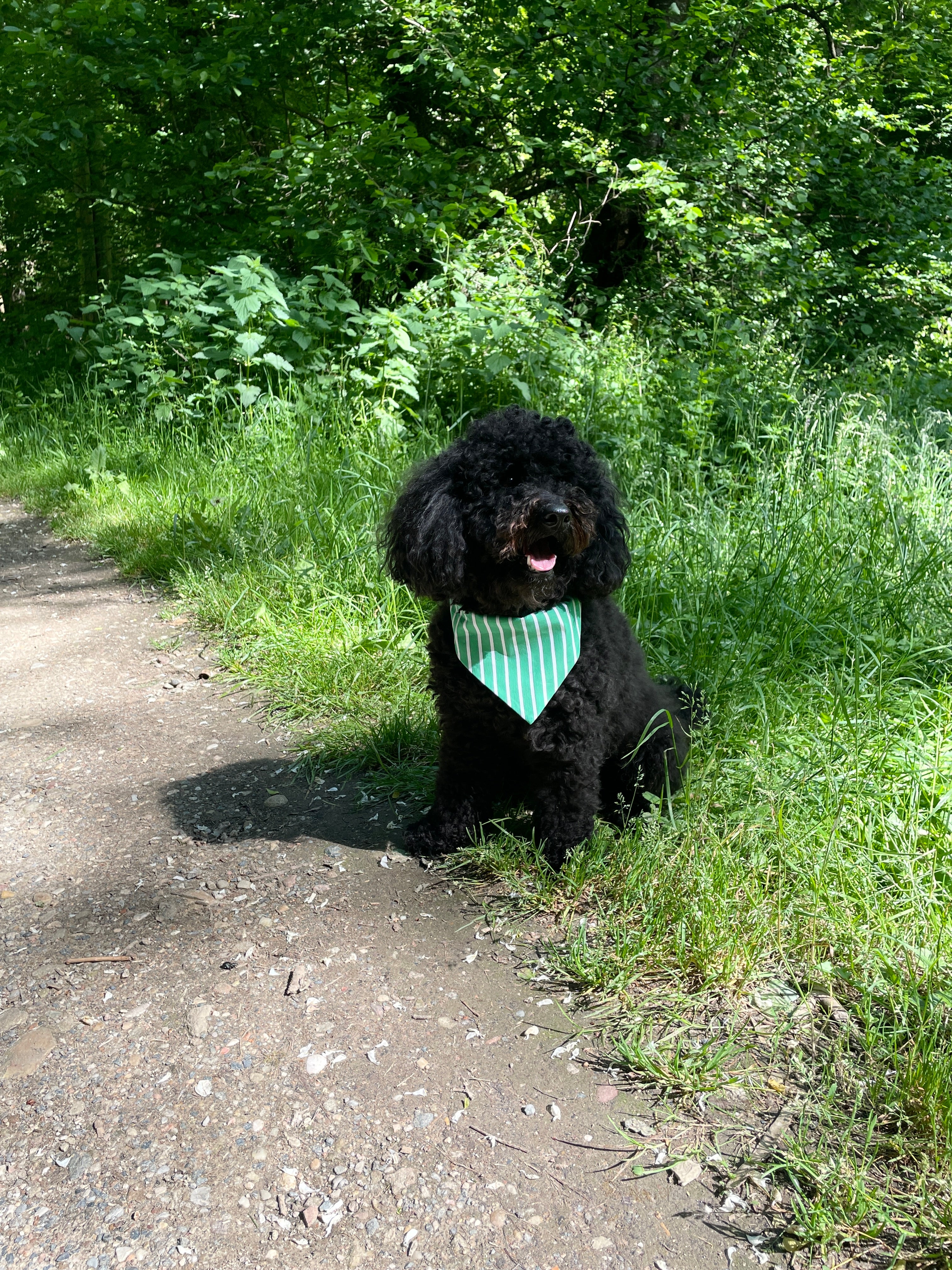 Bandana pour chien vert à rayures blanches porté en extérieur, idéal pou les beaux jours