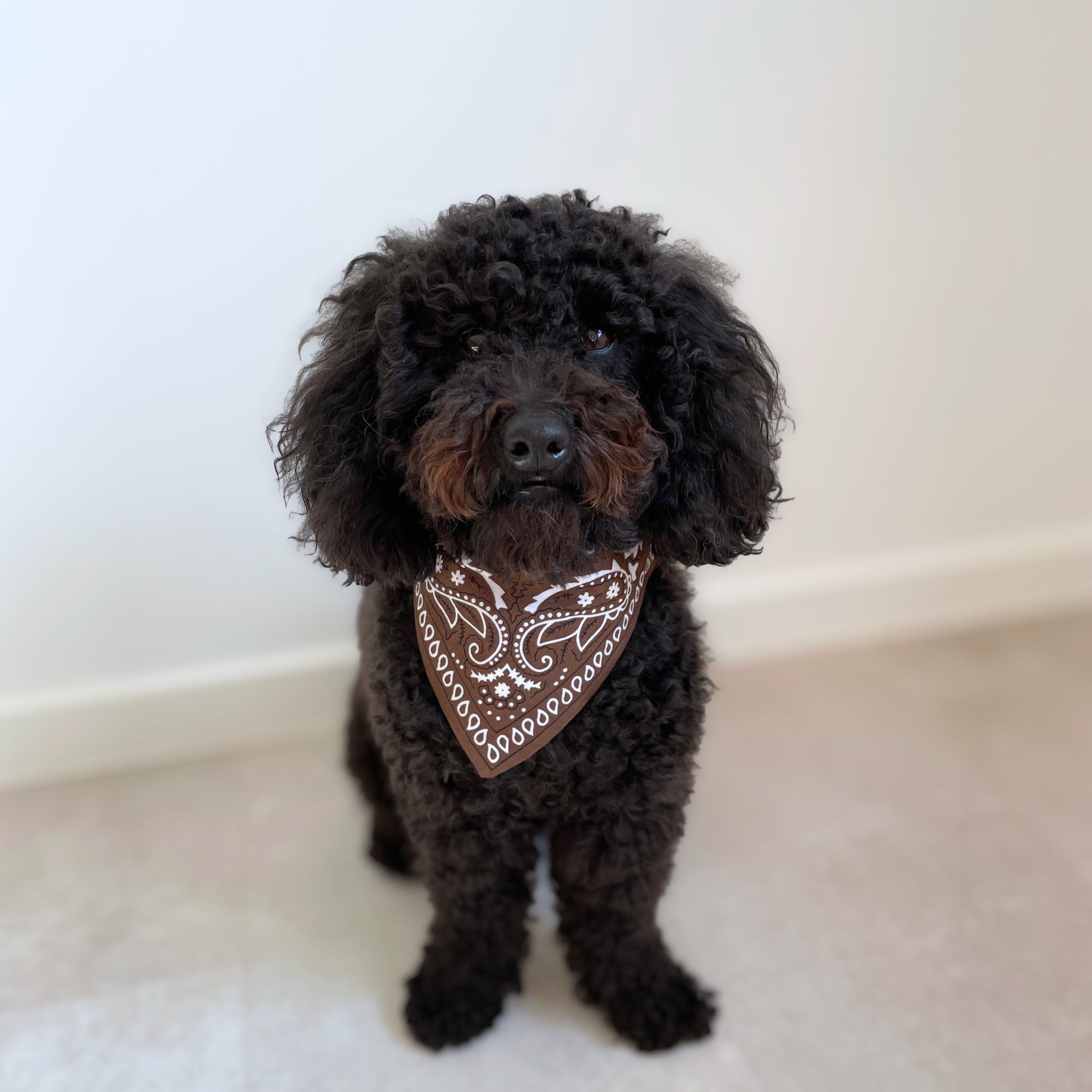 Caniche noir portant un bandana marron style cowboy, accessoire mode pour chien Toky and Sun