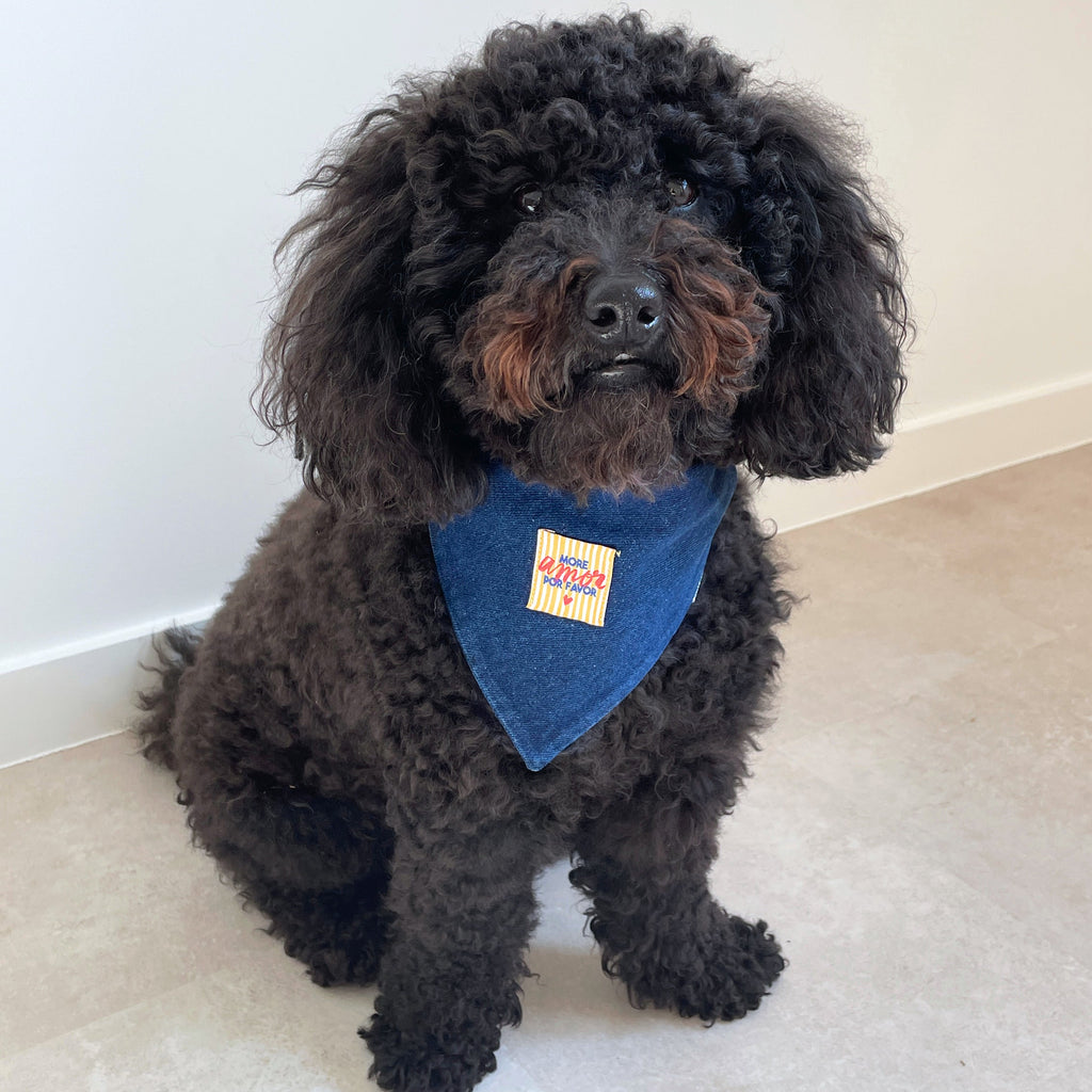 Chien noir portant un bandana bleu denim étiquette More Amor, accessoire pour chien stylé Toky and Sun