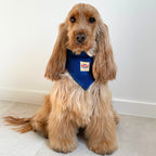 Cocker anglais portant un bandana bleu denim, étiquette More Amor, accessoire élégant pour chien Toky and Sun