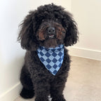 Caniche noir portant un bandana à motif damier bleu, accessoire pour chien stylé Toky and Sun