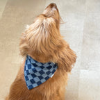 Cocker anglais portant un bandana à motif damier bleu vu de dos, accessoire pour chien Toky and Sun