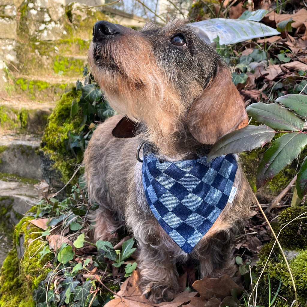 Teckel portant un bandana à motif damier bleu matière denim, en extérieur, accessoire pour chien, marque Toky and Sun
