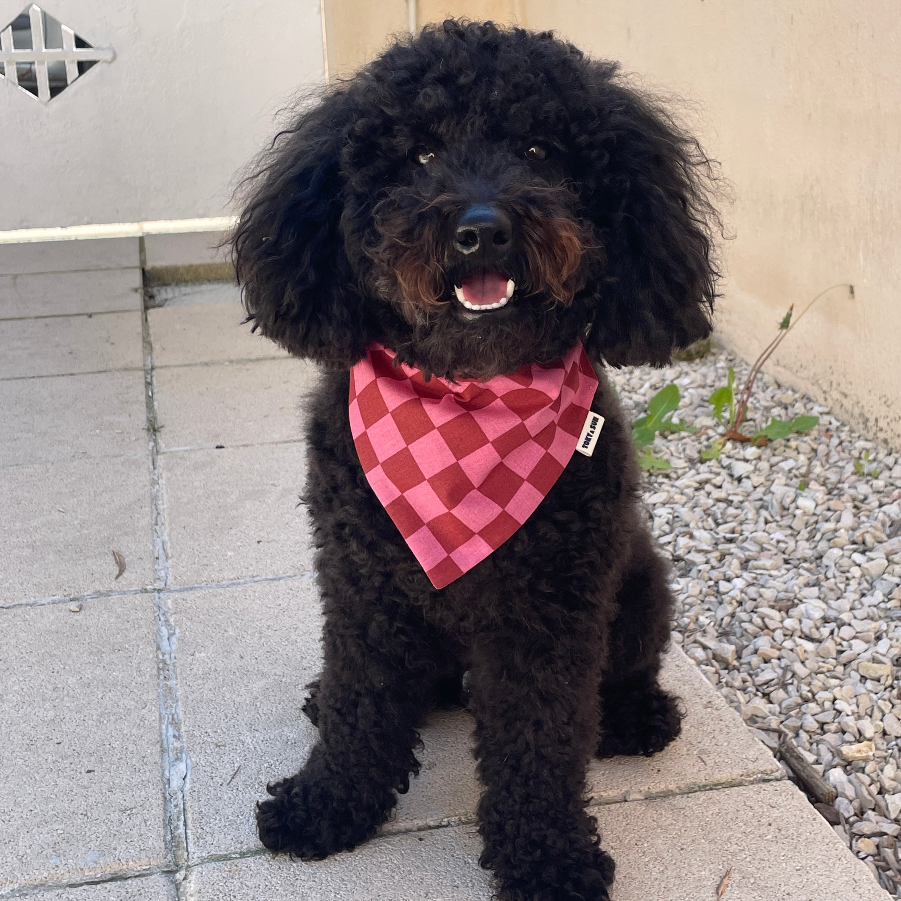 Caniche noir portant un bandana à motif damier rose en extérieur, accessoire pour chien Toky and Sun