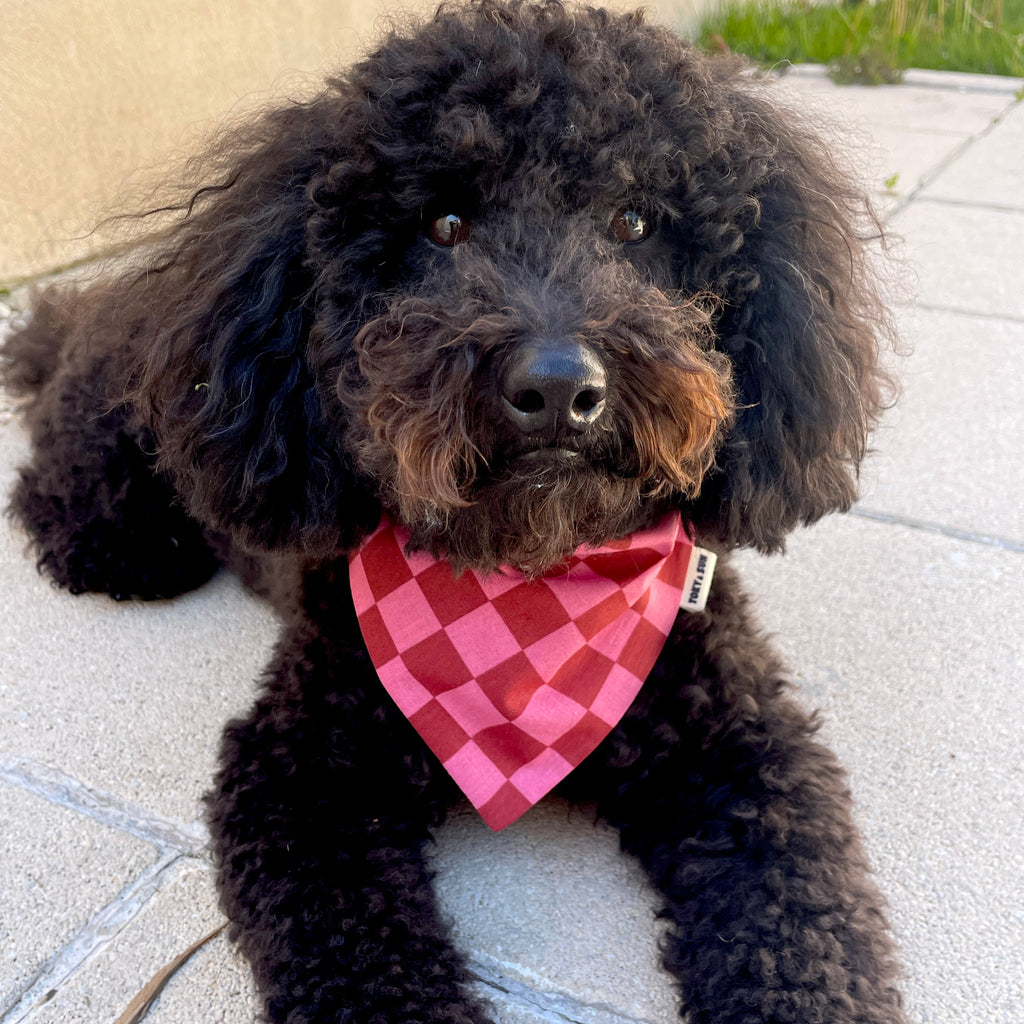 Chien portant un bandana à motif damier rose lors d'une balade en extérieur, accessoire Toky and Sun