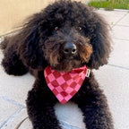 Chien portant un bandana à motif damier rose lors d'une balade en extérieur, accessoire Toky and Sun