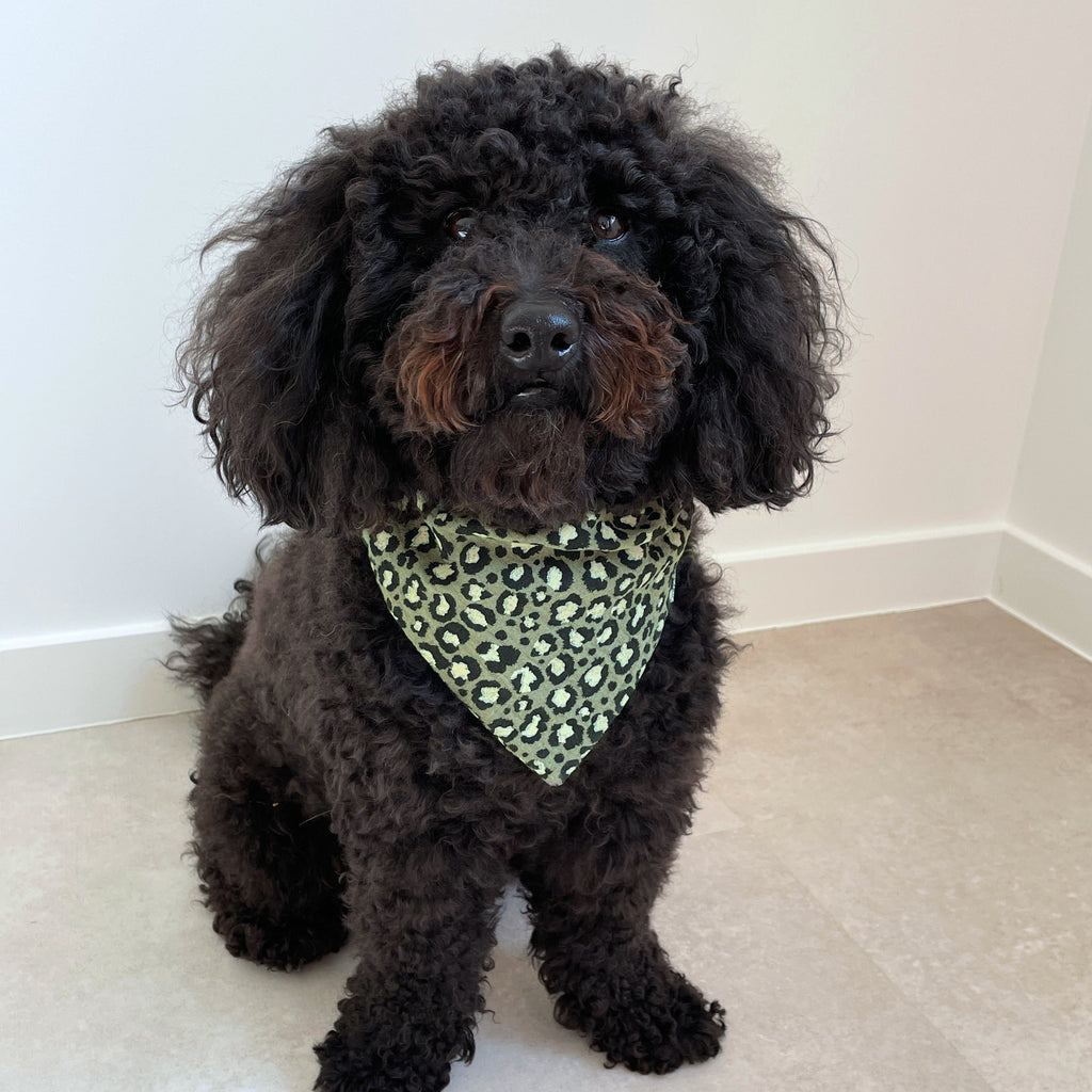 Chien noir caniche portant un bandana léopard vert en gaze de coton, accessoire pour chien stylé Toky and Sun, modèle Green Léo
