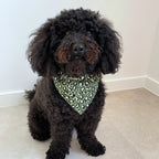 Chien noir caniche portant un bandana léopard vert en gaze de coton, accessoire pour chien stylé Toky and Sun, modèle Green Léo