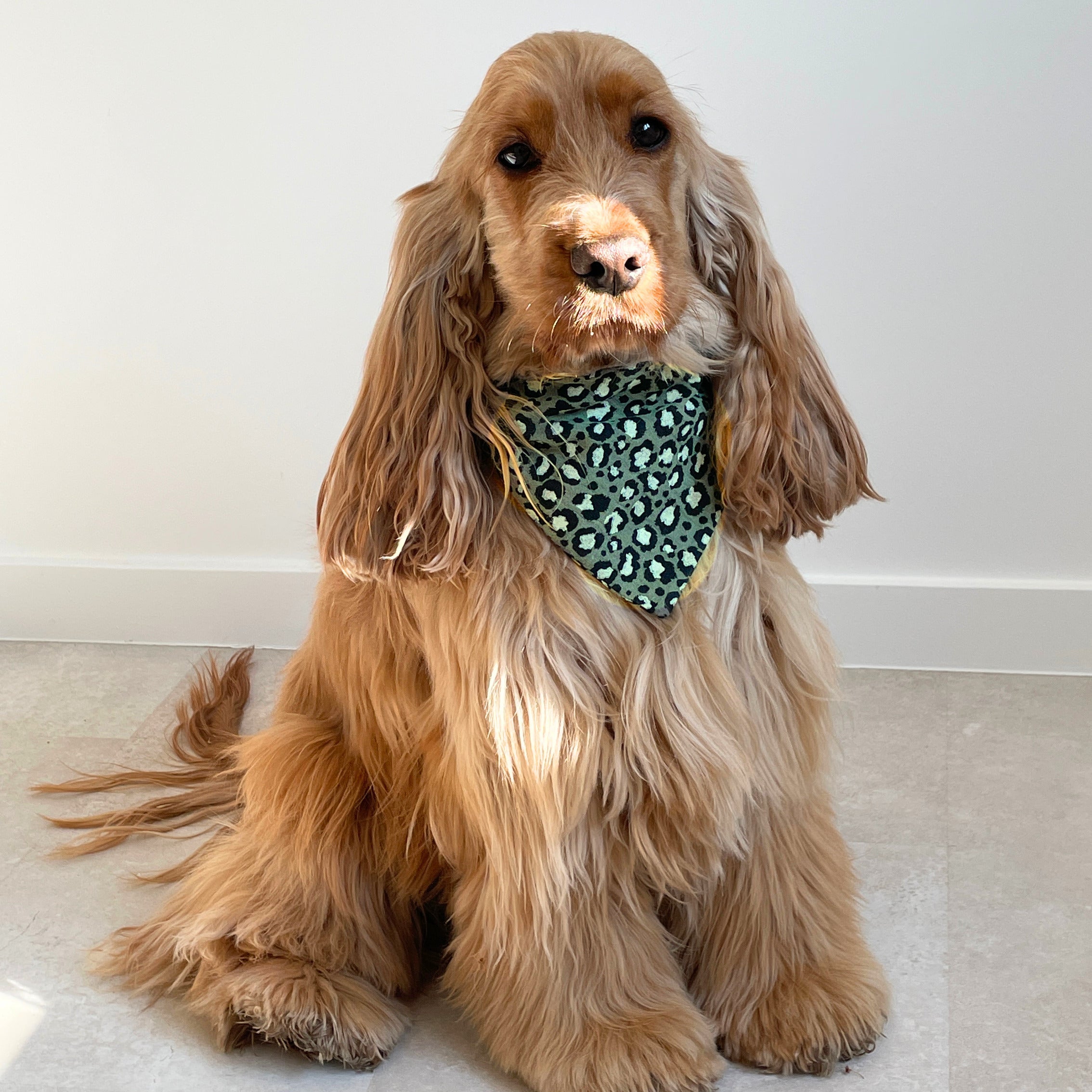 Cocker anglais portant un bandana léopard vert en gaze de coton, accessoire élégant pour chien Toky and Sun, modèle Green Léo
