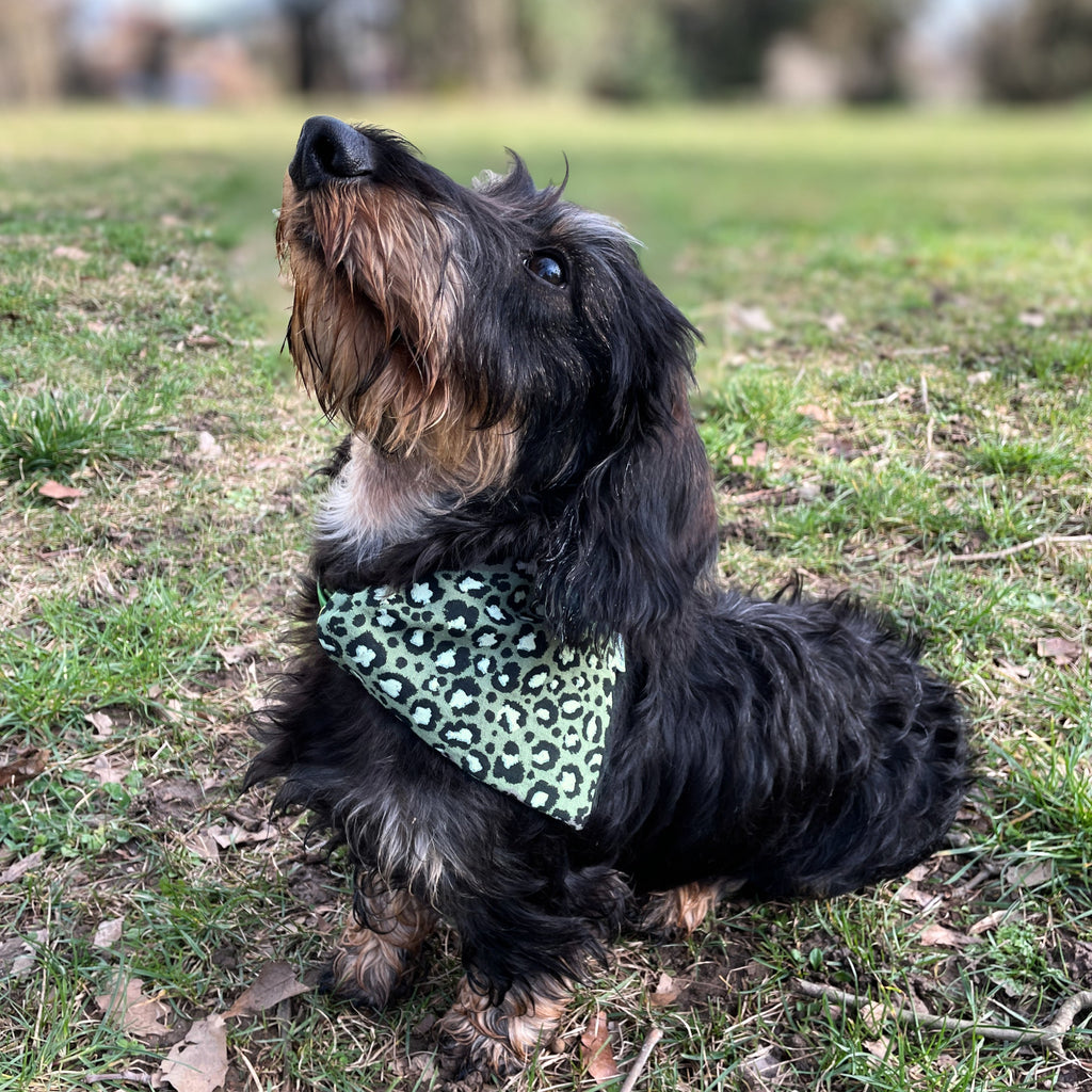 Teckel portant un bandana léopard vert en gaze de coton en extérieur, accessoire pour chien Toky and Sun, modèle Green Léo