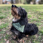 Teckel portant un bandana léopard vert en gaze de coton en extérieur, accessoire pour chien Toky and Sun, modèle Green Léo