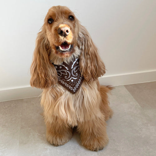 Bandana pour chien marron style cowboy avec imprimé cachemire, accessoire fait main Toky and Sun