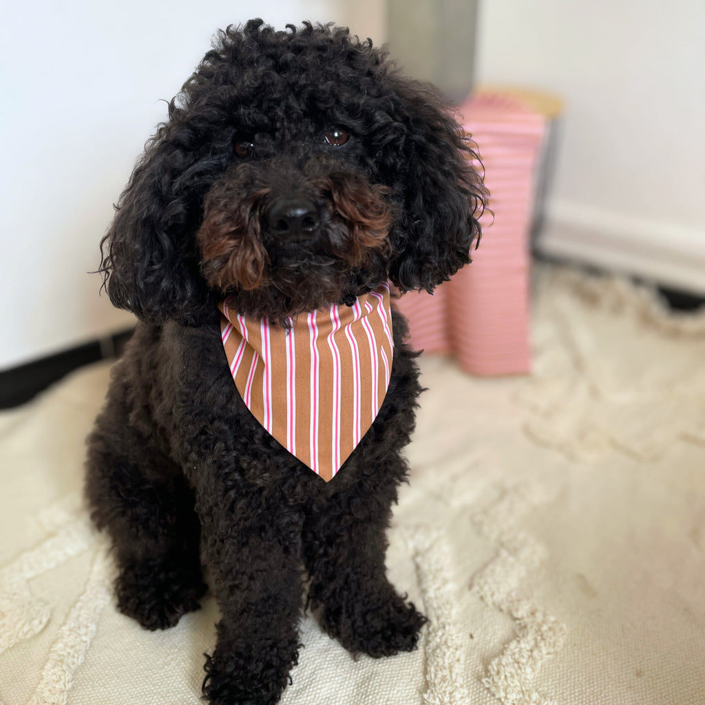 Caniche noir portant un bandana rose et marron pour chien, accessoire mode, marque Toky and Sun