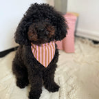 Caniche noir portant un bandana rose et marron pour chien, accessoire mode, marque Toky and Sun