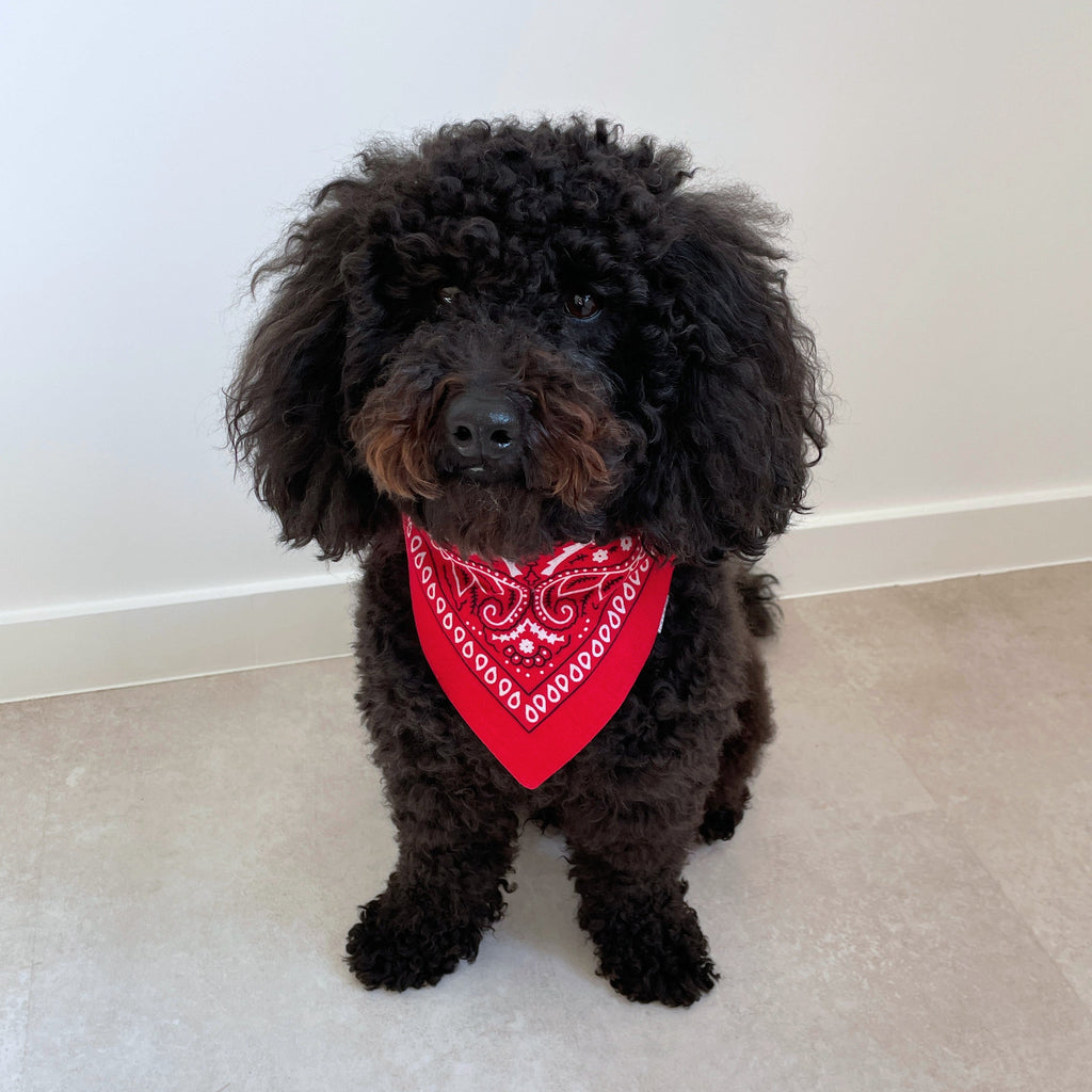 Caniche noir portant un bandana rouge style western, accessoire pour chien Toky and Sun