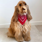 Cocker anglais portant un bandana rouge style bandana cowboy, accessoire élégant pour chien marque Toky and Sun