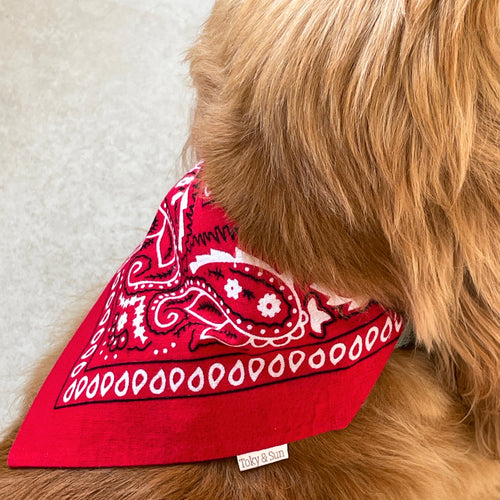 Chien portant un bandana rouge style bandana vu de dos, accessoire pour chien Toky and Sun