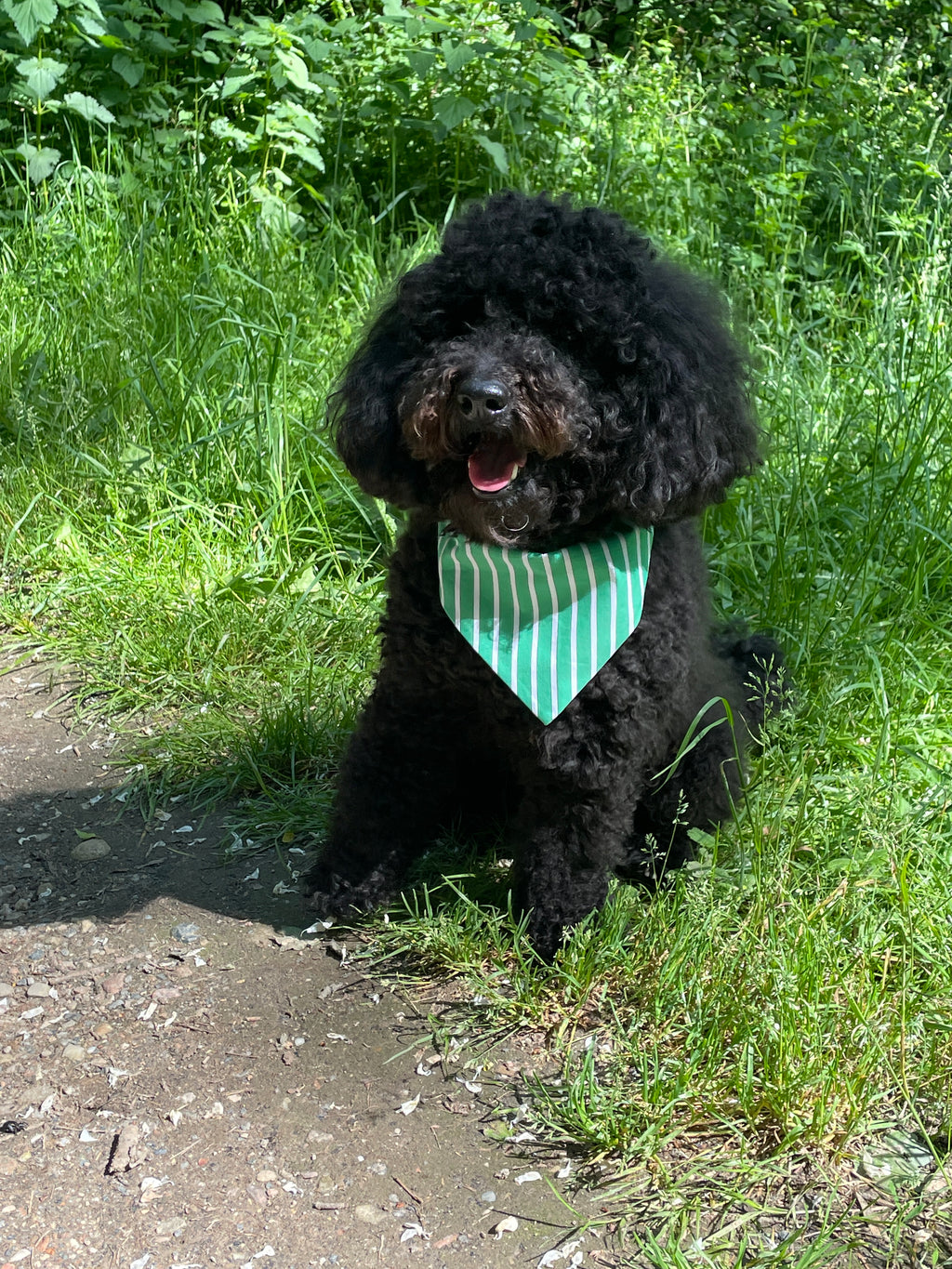 Caniche noir portant un bandana vert à rayures blanches lors d'une promenade en pleine nature