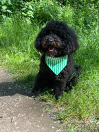Caniche noir portant un bandana vert à rayures blanches lors d'une promenade en pleine nature