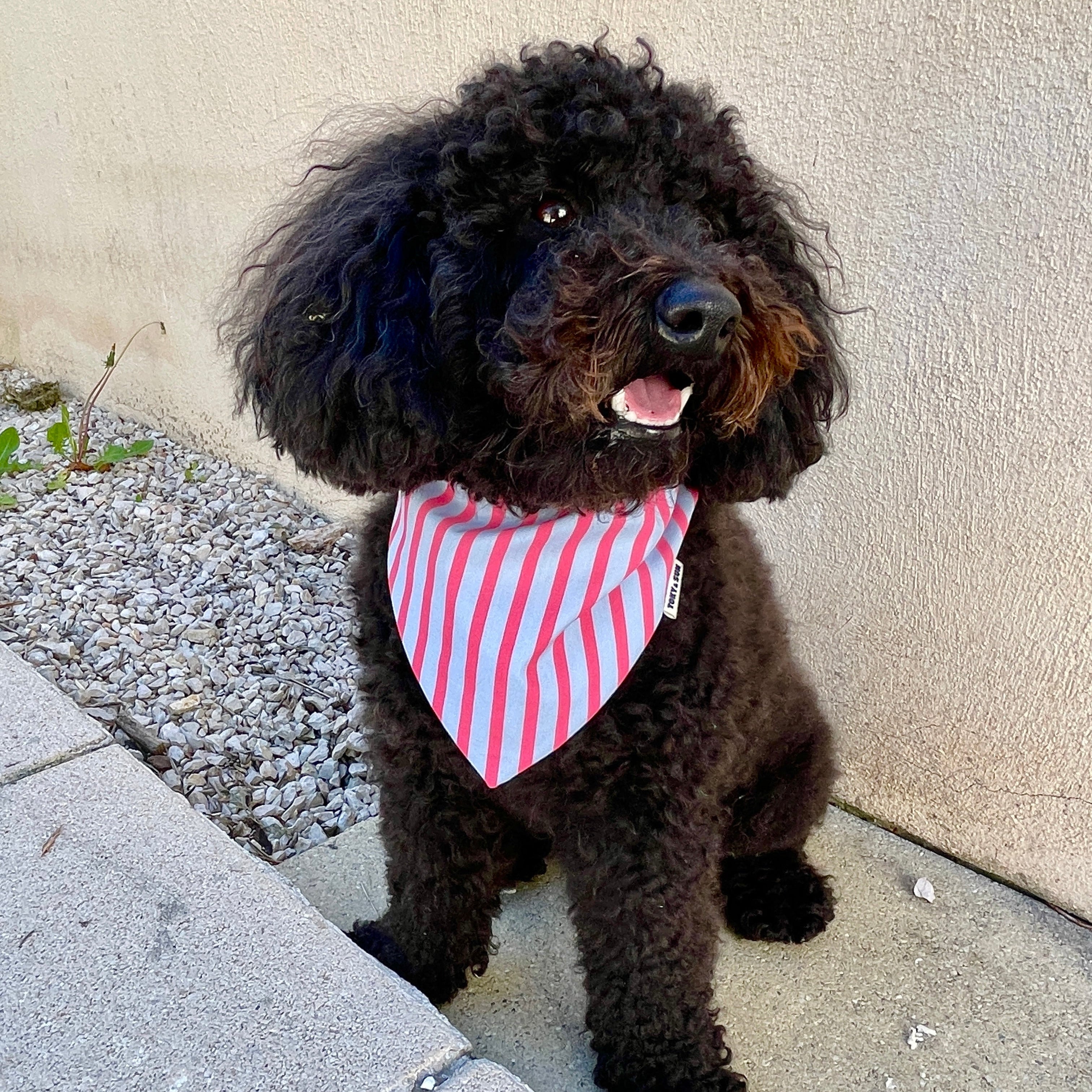 Caniche noir portant un bandana à rayures roses et bleu pastel, accessoire pour chien Toky and Sun