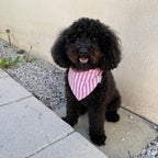 Caniche noir assis portant un bandana rose et bleu pastel à rayures verticales