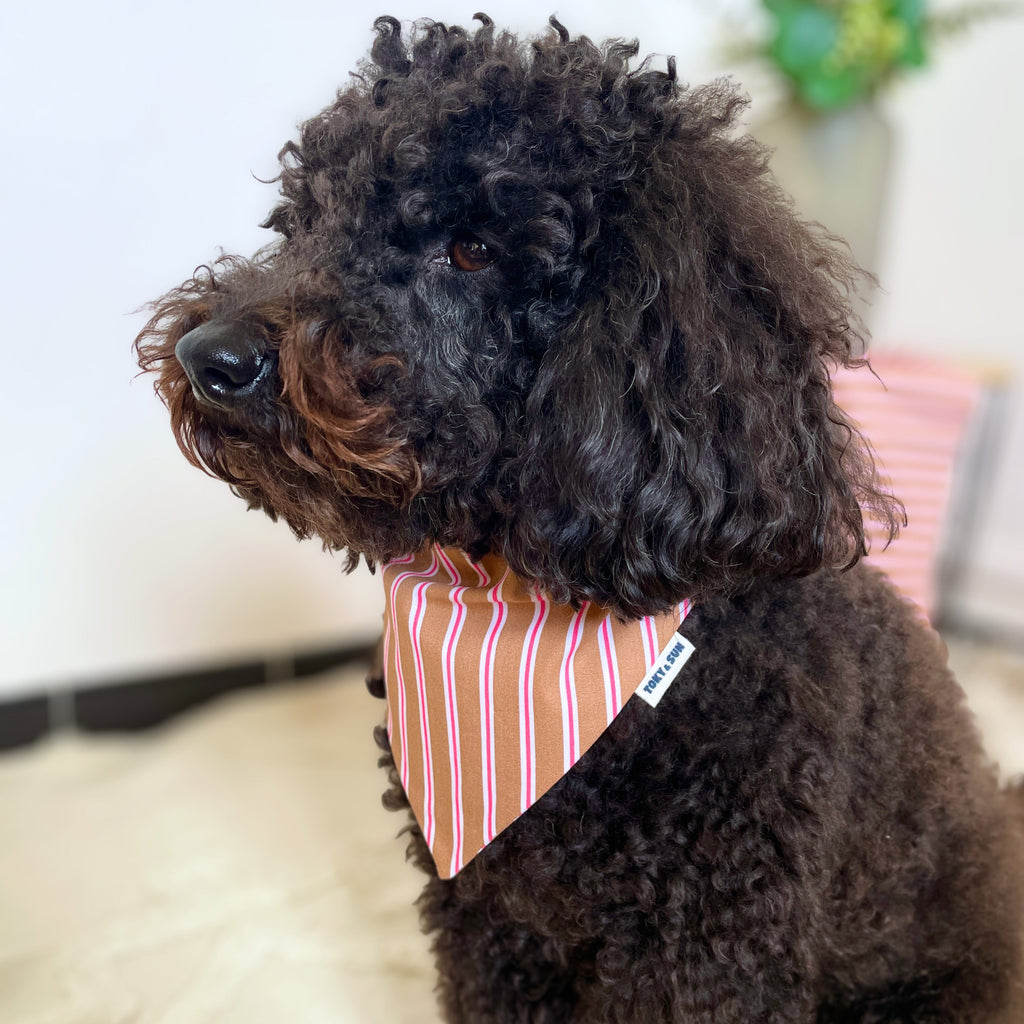 Caniche noir de profil portant un bandana à rayures roses et camel, accessoire pour chien Toky and Sun
