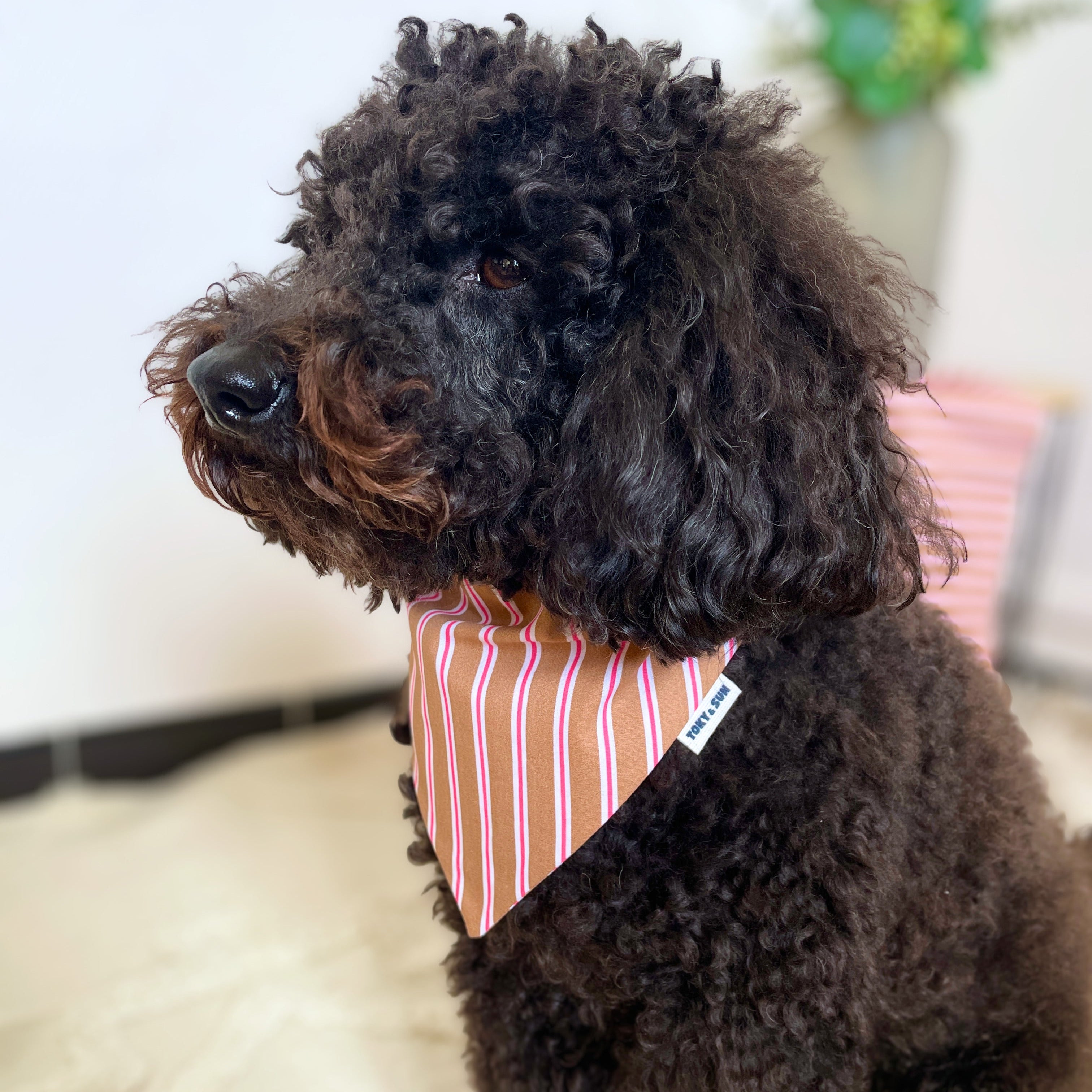Caniche noir de profil portant un bandana à rayures roses et camel, accessoire pour chien Toky and Sun