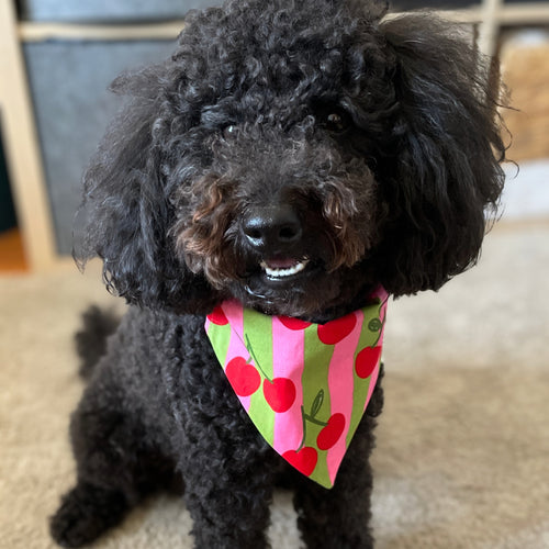 Caniche noir portant le bandana Cherry Cherry de Toky & Sun, un bandana en coton à imprimé cerises, idéal pour ajouter une note fruitée et originale au look de votre chien. 