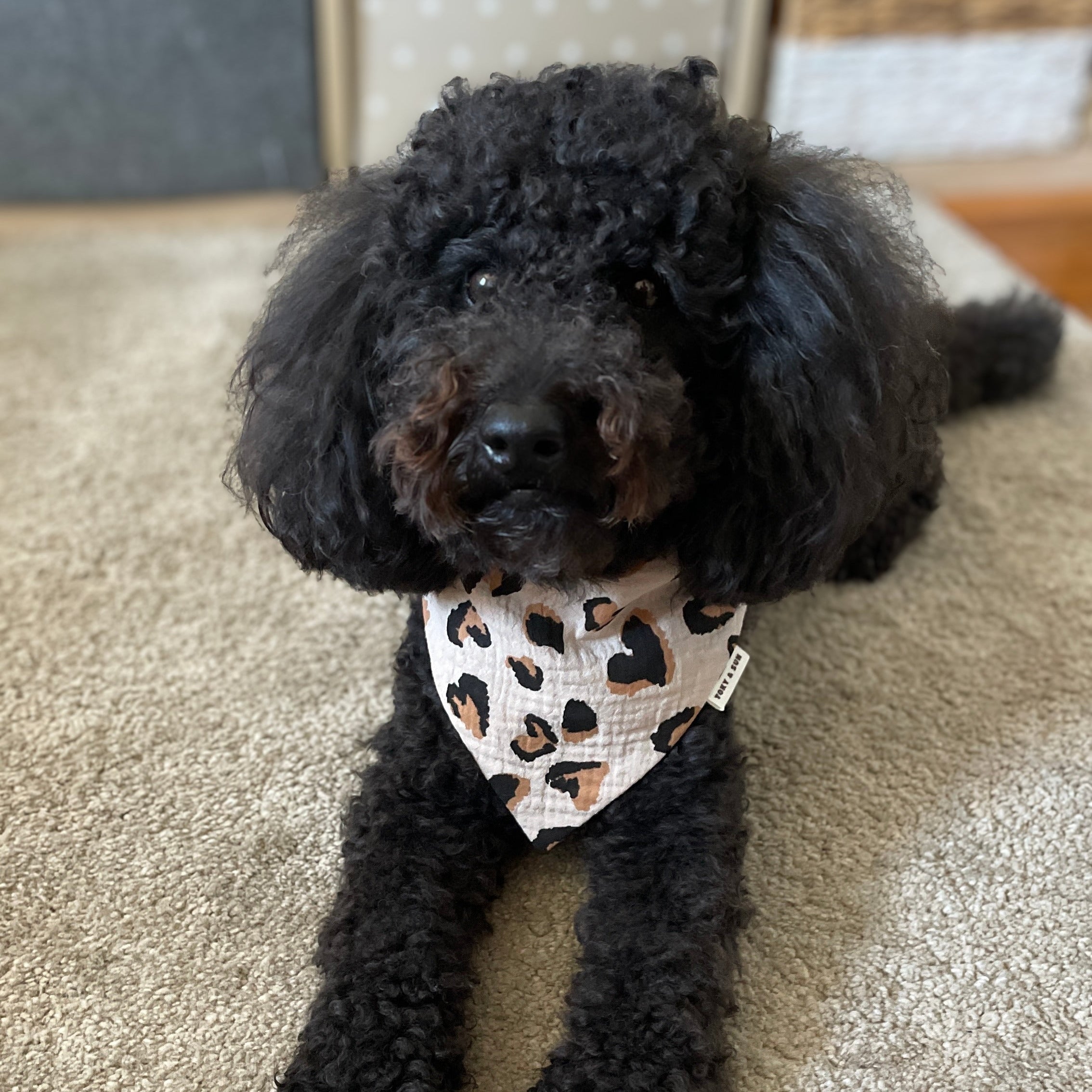 Caniche noir allongé portant le bandana Olé Léo en gaze de coton à imprimé léopard, un bandana élégant pour chien pensé pour un usage quotidien. TOKY AND SUN