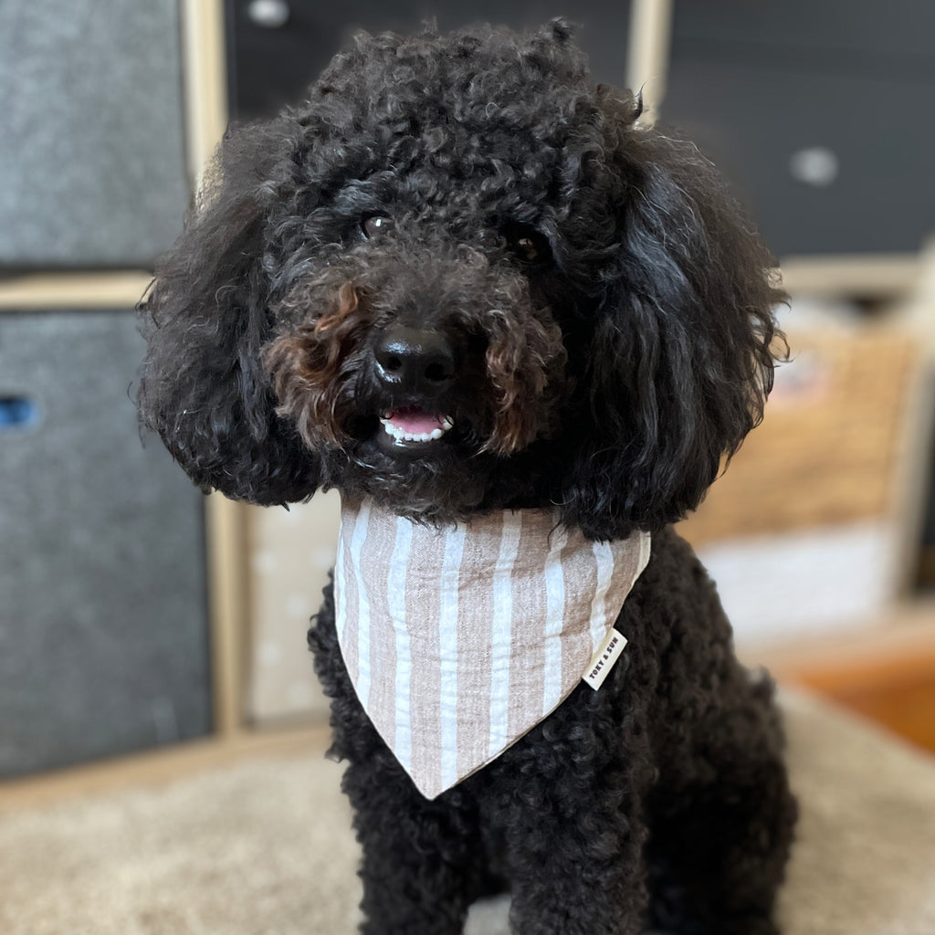 Caniche noir portant le bandana Île de Ré rayé beige et blanc de Toky & Sun, un accessoire pour chien en coton au style naturel et élégant.