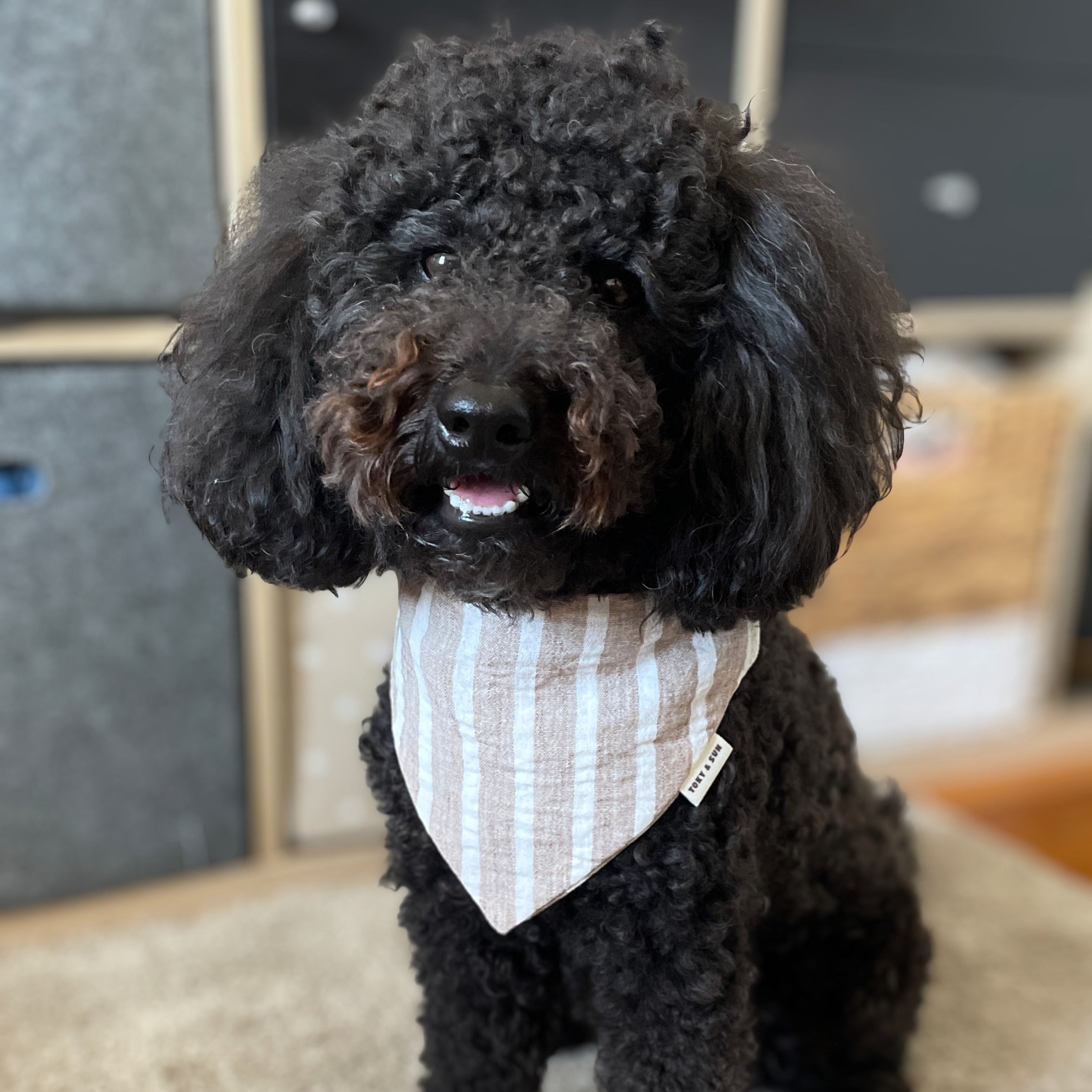 Caniche noir portant le bandana Île de Ré rayé beige et blanc de Toky & Sun, un accessoire pour chien en coton au style naturel et élégant.