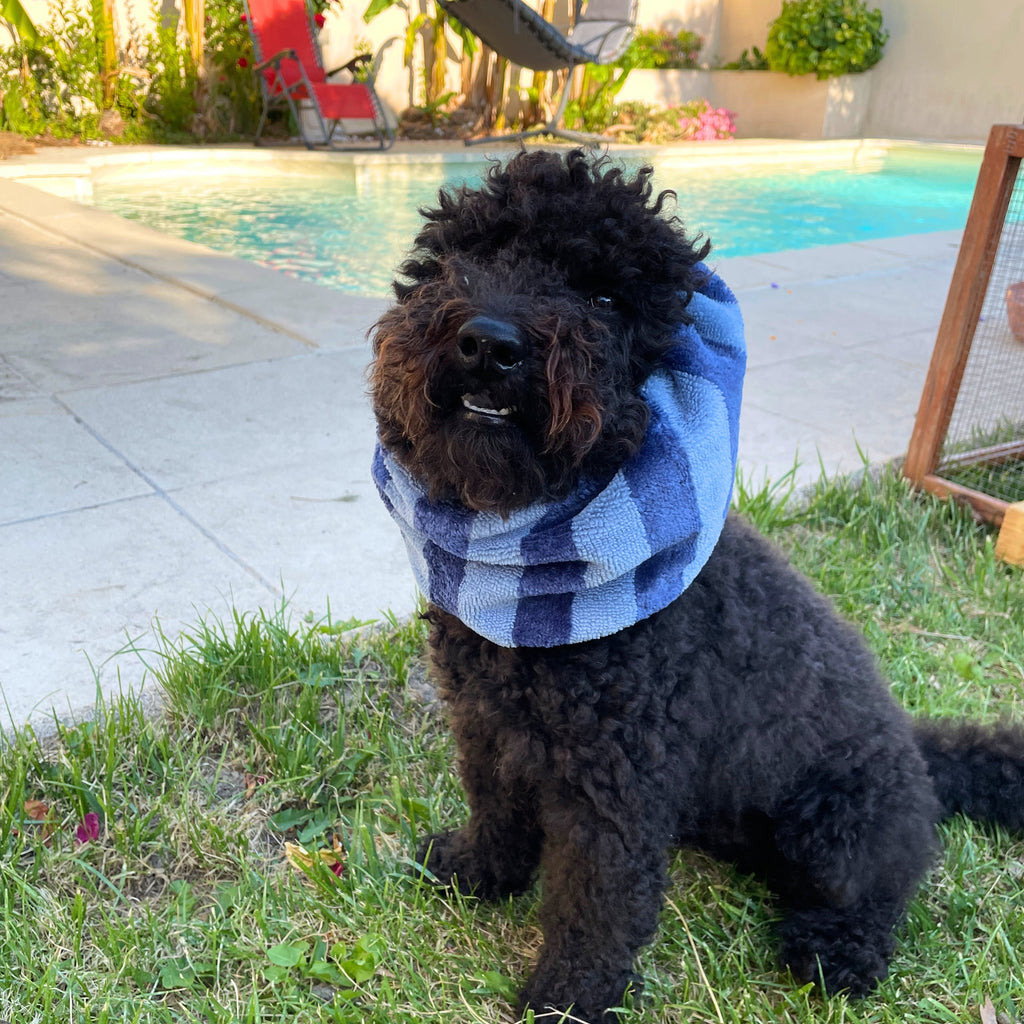 Caniche noir portant le snood Pool Party en éponge et microfibre bleu de Toky and Sun, parfait pour garder les longues oreilles au sec après une baignade ou un bain.
