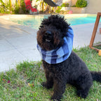 Caniche noir portant le snood Pool Party en éponge et microfibre bleu de Toky and Sun, parfait pour garder les longues oreilles au sec après une baignade ou un bain.