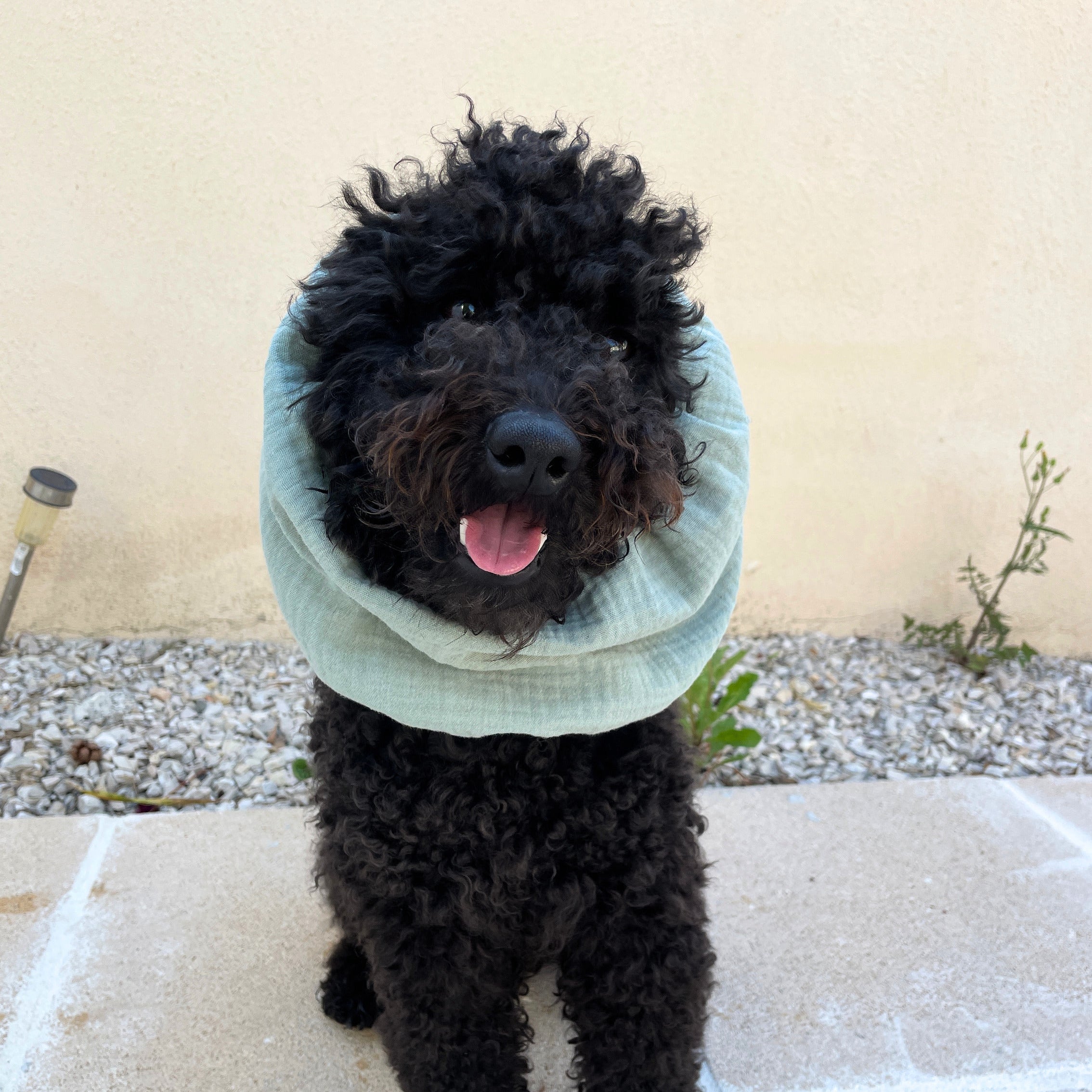 Caniche noir portant un snood vert sauge doux et confortable pour les oreilles