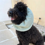 Caniche noir portant un snood vert sauge en gaze de coton pour protéger ses oreilles des épillets, des otites, de la saleté