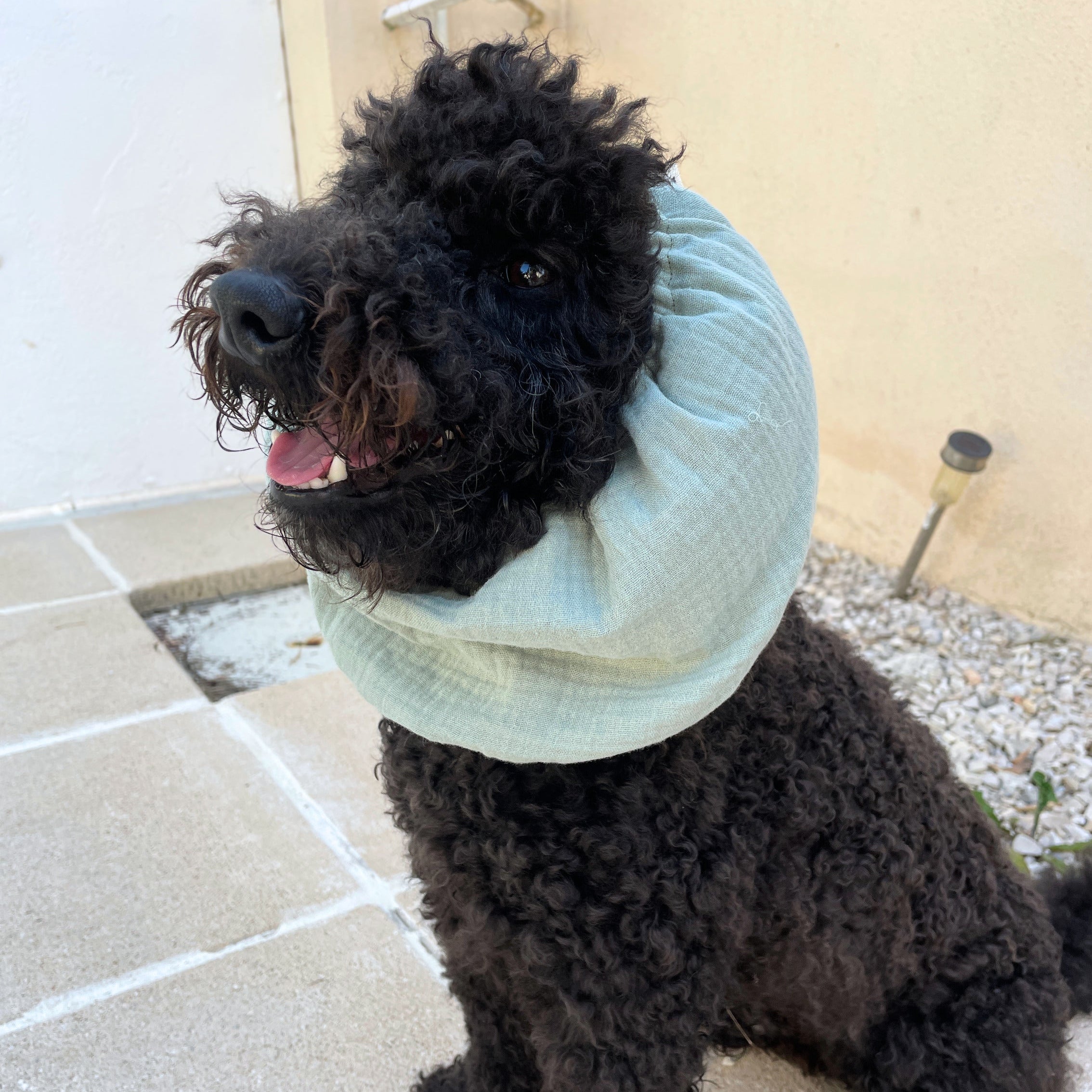 Caniche noir portant un snood vert sauge en gaze de coton pour protéger ses oreilles des épillets, des otites, de la saleté