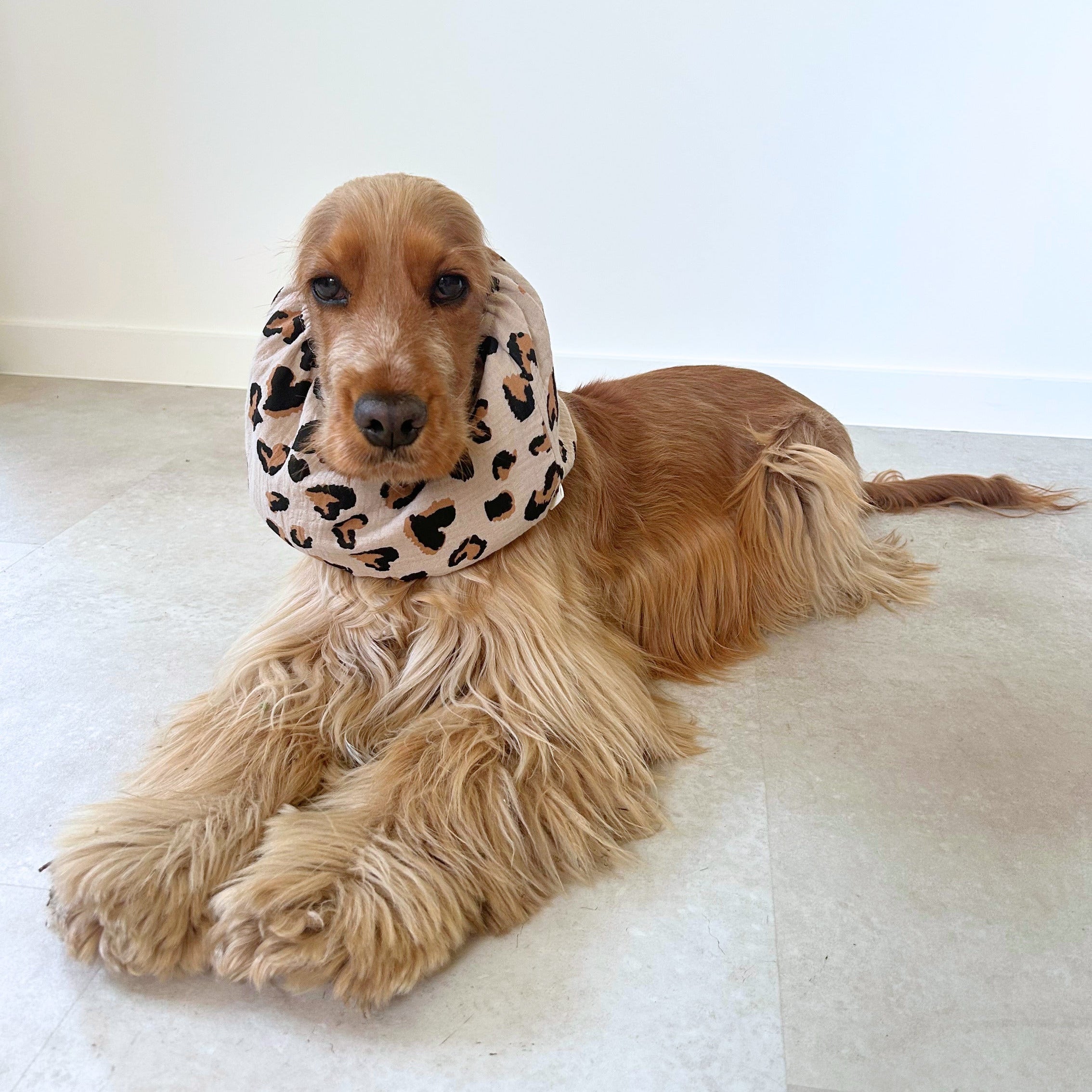Chien aux oreilles tombantes équipé du snood Olé Léo en gaze de coton léopard, pensé pour limiter les salissures tout en offrant un maintien doux et respirant. Protège aussi des épillets en balade. Marque TOKY AND SUN.