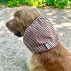 Cocker anglais portant un snood vichy marron et blanc pour protéger ses oreilles des épillets lors des promenades