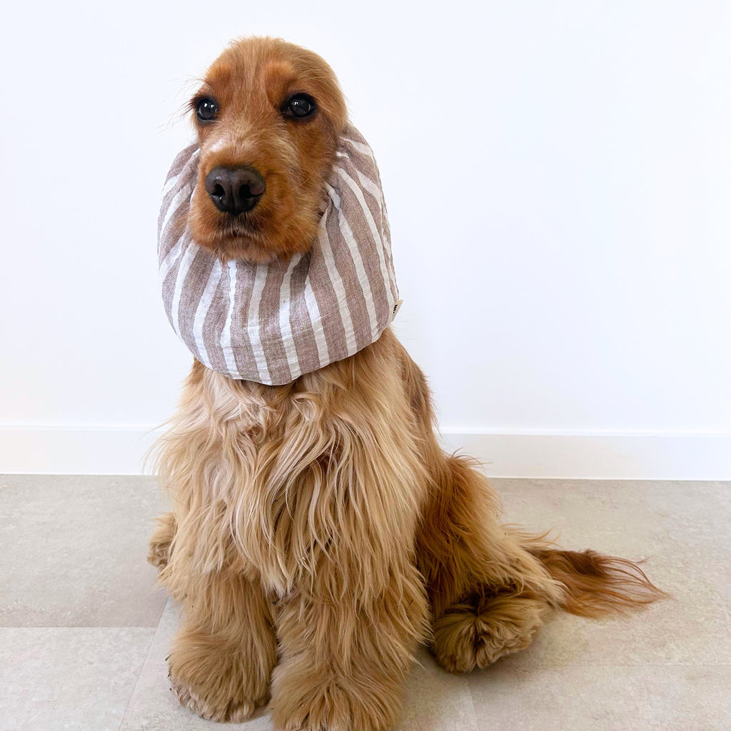 Cocker anglais portant le snood Île de Ré rayé beige et blanc pour protéger ses longues oreilles des épillets, salissures et frottements lors des promenades. Marque Toky & Sun