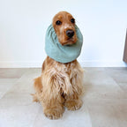 Cocker anglais portant un snood en gaze de coton couleur vert d'eau pour protéger ses oreilles longues des épillets, salissures et frottements lors des promenades. Marque TOKY AND SUN.
