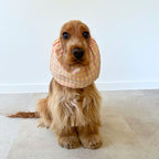 Cocker anglais assis portant le snood Yellow Vichy rose et jaune, un accessoire confortable qui protège les oreilles pendant les repas et les promenades.