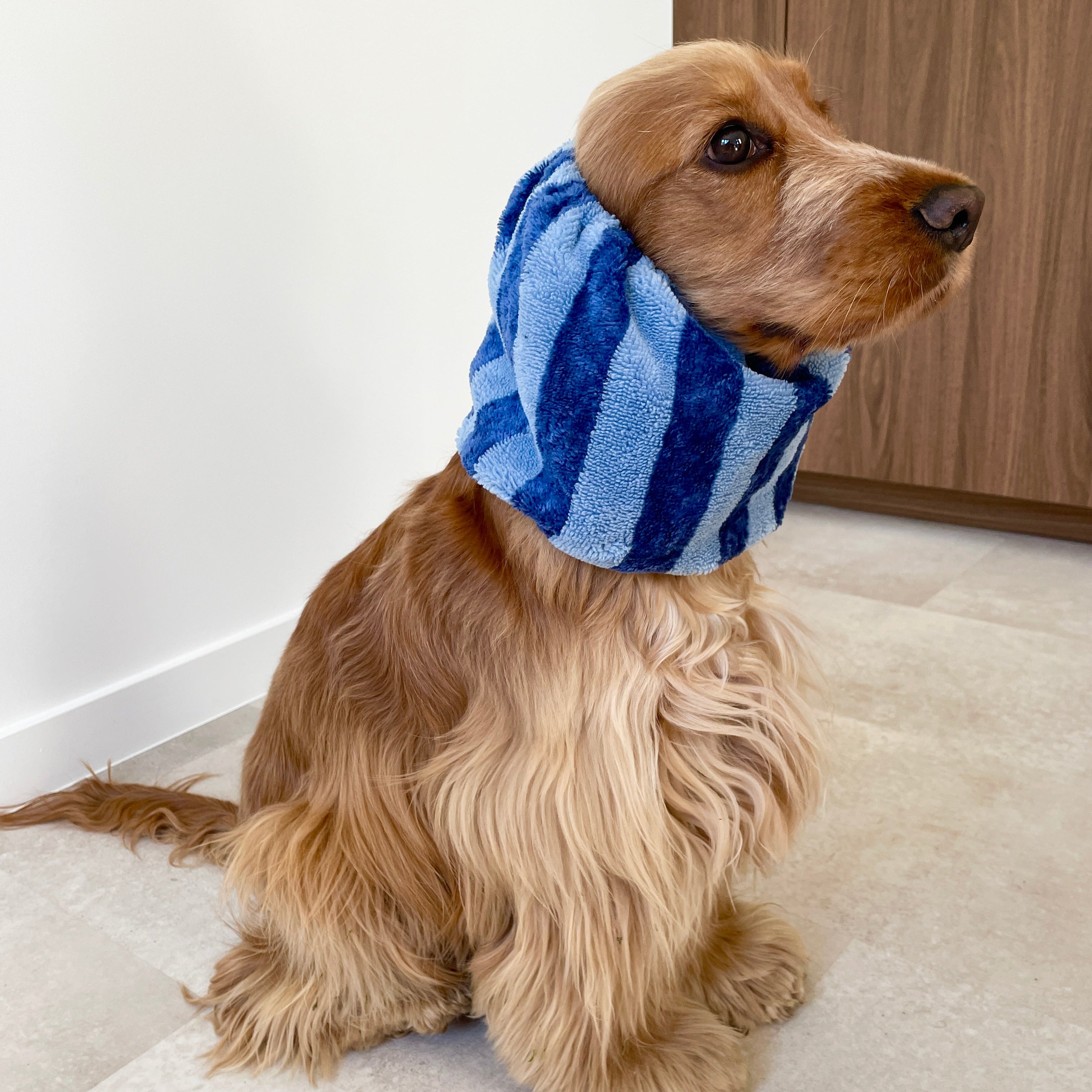 Cocker anglais équipé du snood Pool Party bleu en tissu éponge et microfibre, un accessoire confortable qui protège les oreilles de l'humidité et facilite les repas des chiens aux longues oreilles.