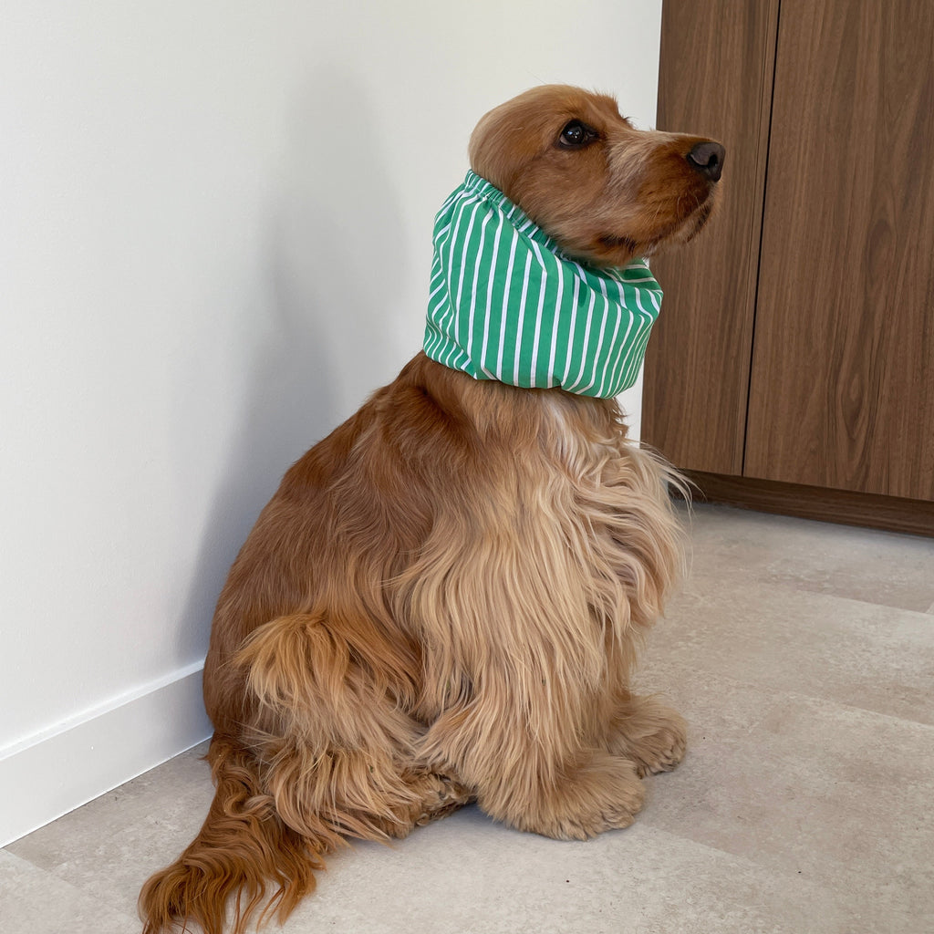 Cocker anglais portant le snood Green Summer à rayures vertes et blanches, un accessoire léger qui maintient les longues oreilles à l'écart pendant les repas, protège pendant les balades. Limite les otites. 