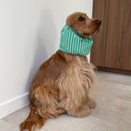 Cocker anglais portant le snood Green Summer à rayures vertes et blanches, un accessoire léger qui maintient les longues oreilles à l'écart pendant les repas, protège pendant les balades. Limite les otites. 