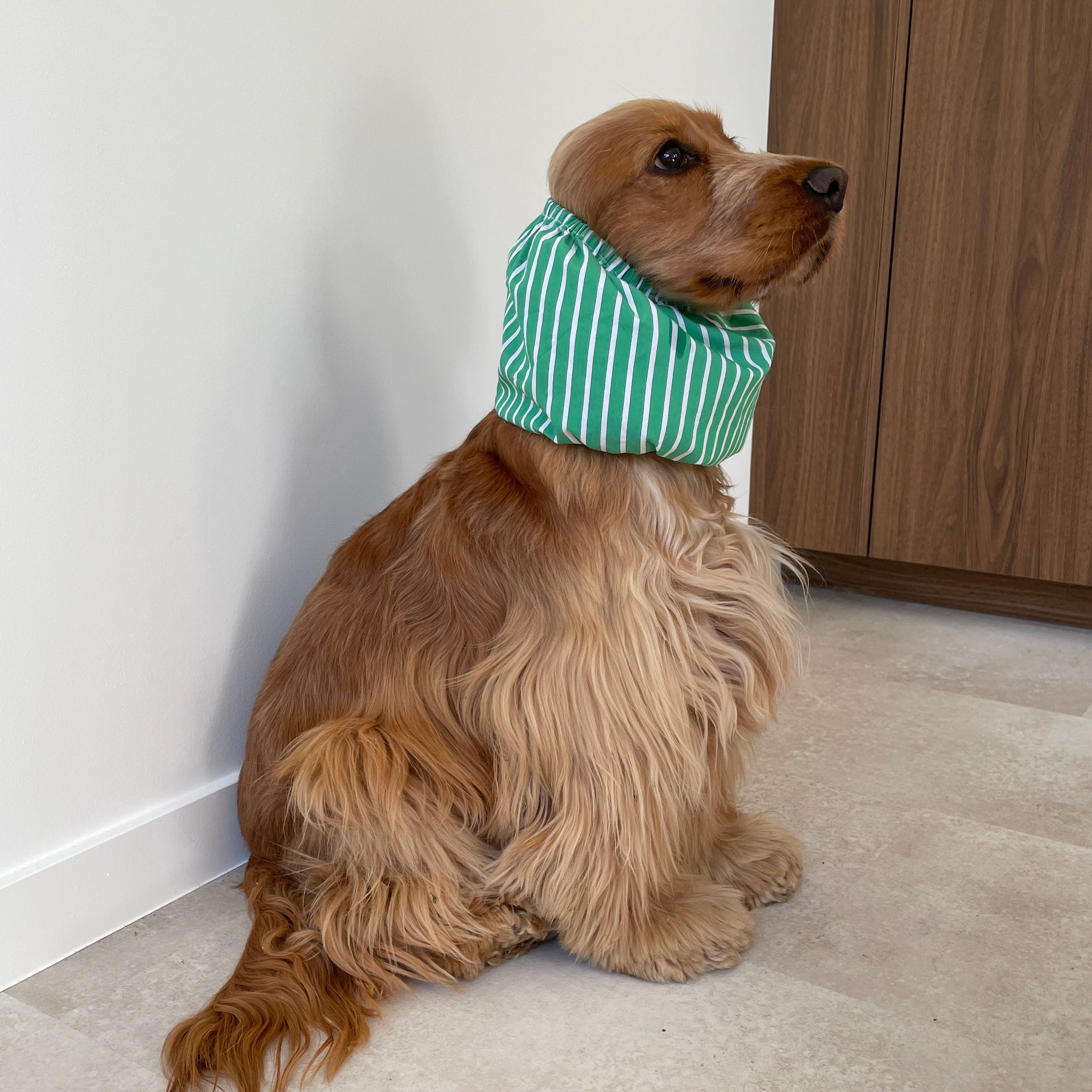 Cocker anglais portant le snood Green Summer à rayures vertes et blanches, un accessoire léger qui maintient les longues oreilles à l'écart pendant les repas, protège pendant les balades. Limite les otites. 