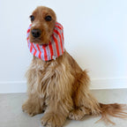 Cocker anglais portant le snood Happy Mauve, un accessoire respirant qui maintient les oreilles à l'abri pendant les repas, les balades ou les soins.