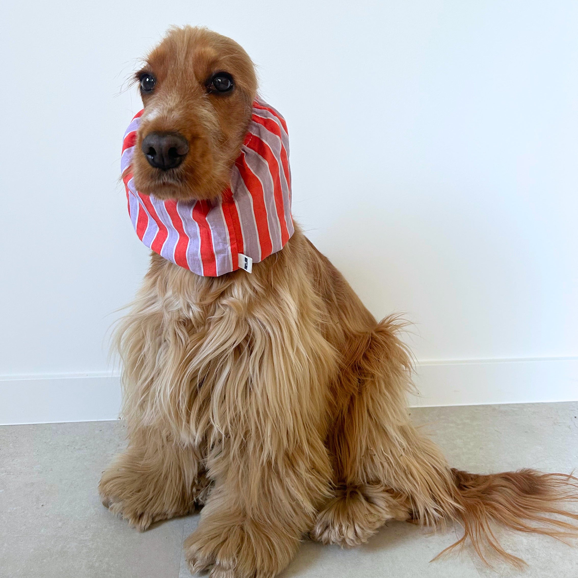 Cocker anglais portant le snood Happy Mauve, un accessoire respirant qui maintient les oreilles à l'abri pendant les repas, les balades ou les soins.