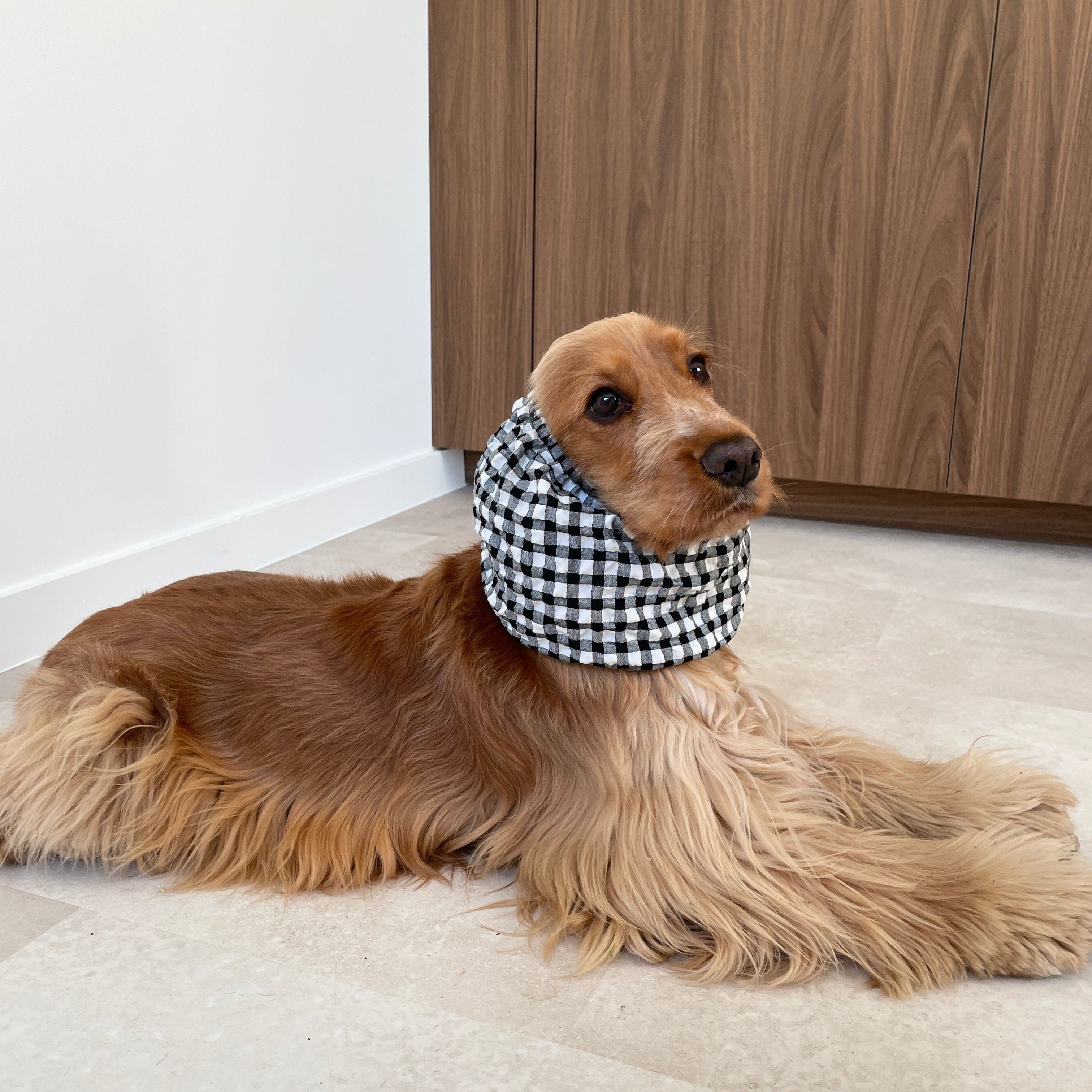 Cocker anglais allongé portant le snood Vichy Noir et Blanc Toky & Sun, un accessoire pensé pour maintenir les longues oreilles propres pendant les repas, les protéger de la saleté pendant les balades.