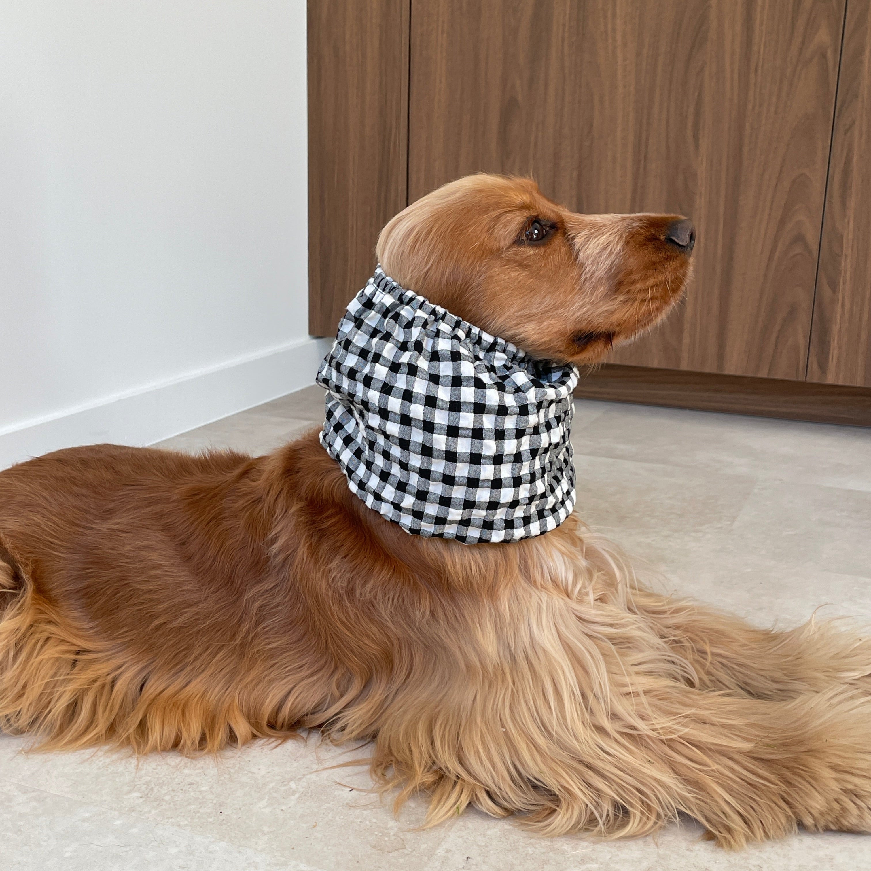 Vue de profil d'un cocker anglais équipé du snood Vichy Noir et Blanc, conçu pour limiter les salissures lors des repas et des promenades.