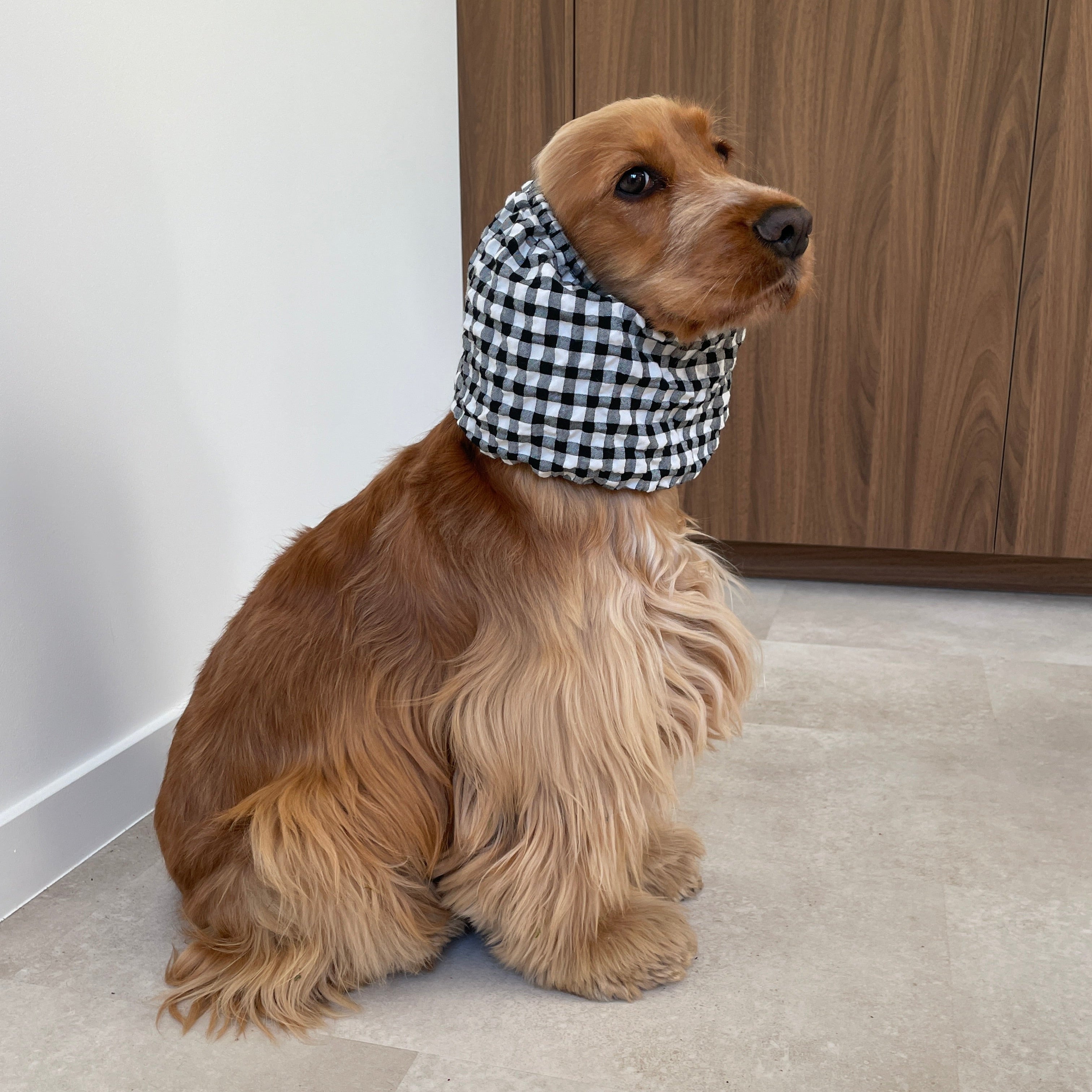 Snood Vichy Noir et Blanc porté par un cocker anglais, idéal pour protéger les oreilles des chiens à longues oreilles tout en offrant un style intemporel. Marque Toky and Sun.